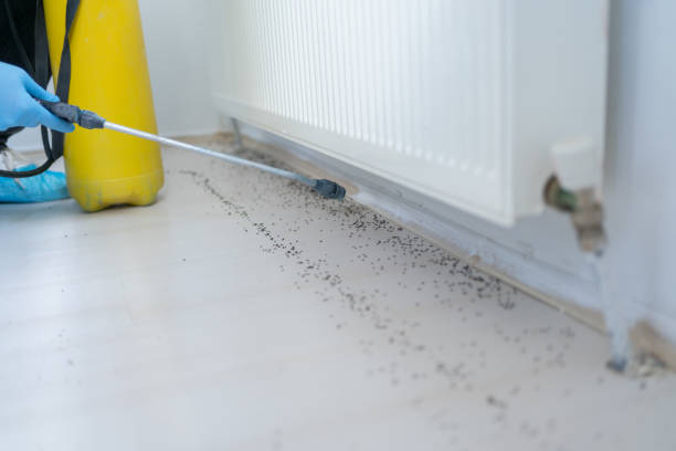Best Pest Prevention Services  in Rexland Acres, CA